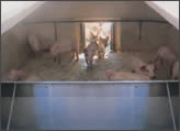 box svezzamento